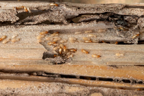Best Wildlife Control Services  in New Brunswick, NJ